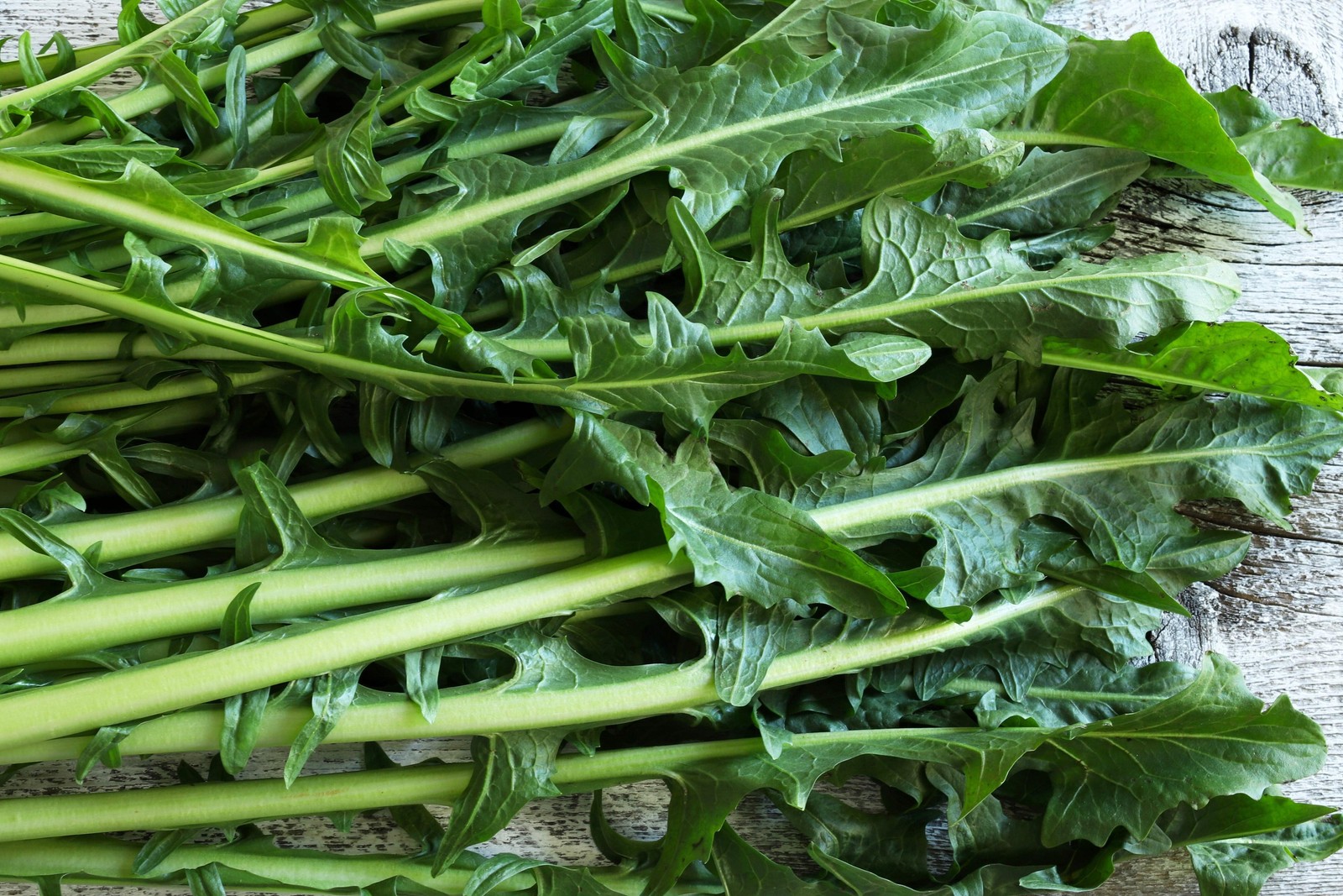 800 EMERALD CATALOGNA ENDIVE Italian Chicory Cichorium Endivia Seeds *Flat S/H