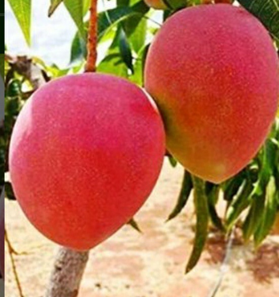 2 Miyazaki Mango Seed. Very Rare Japanese Mango plant Free Shipping
