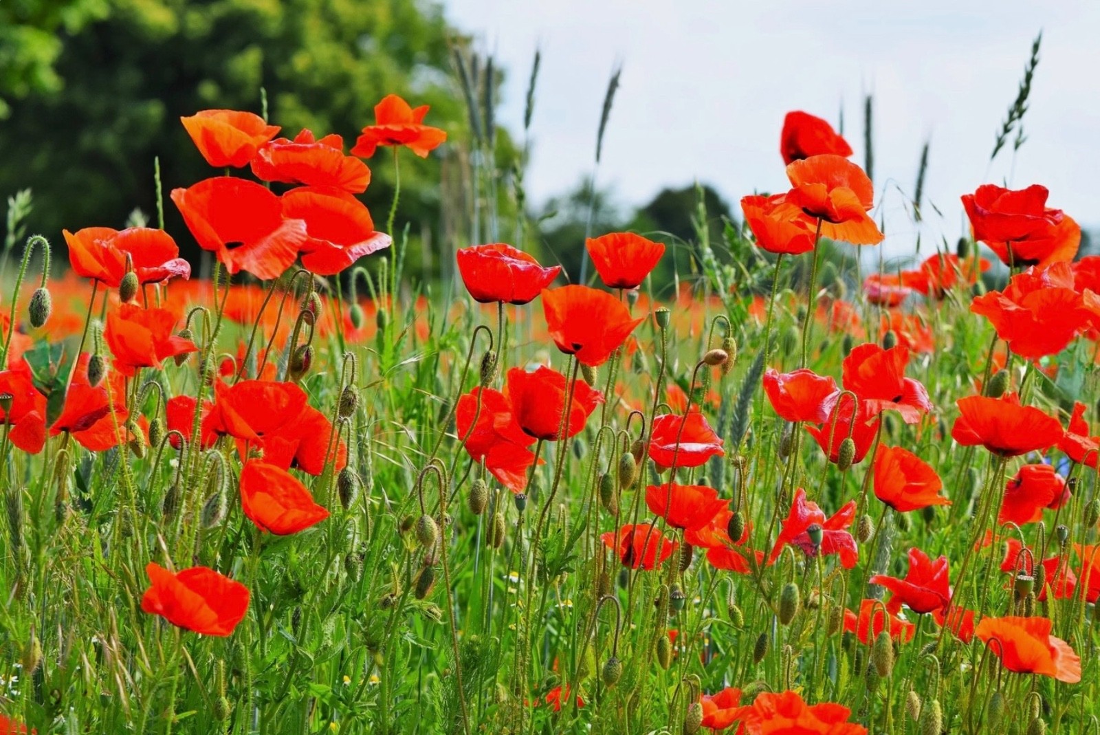 1000-3000 Red Corn (Flanders) Poppy Seeds, American Legion Flower, Fresh 2026
