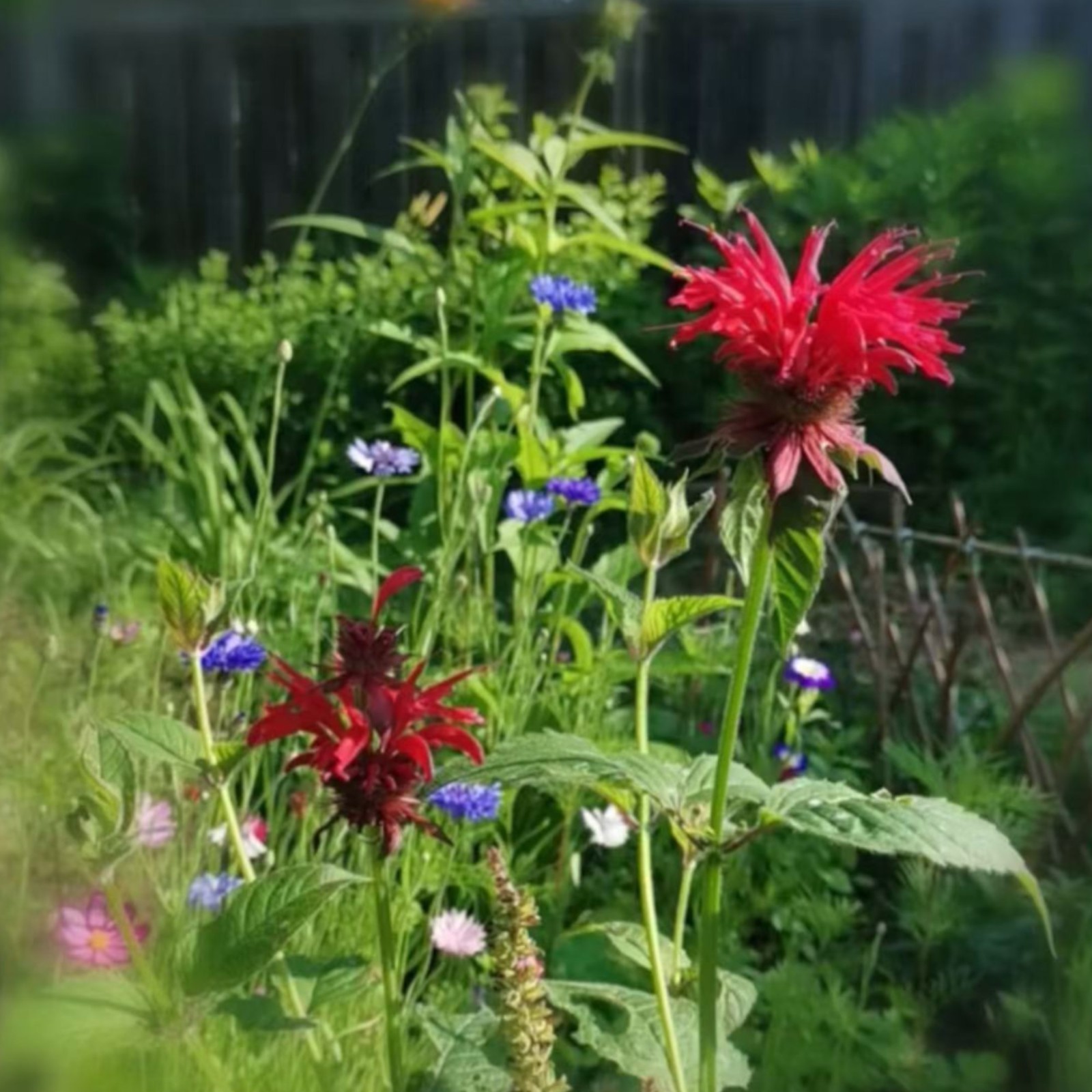 1000 Red Bee Balm Seeds Monarda – Fiery Perennial Flower for Hummingbirds