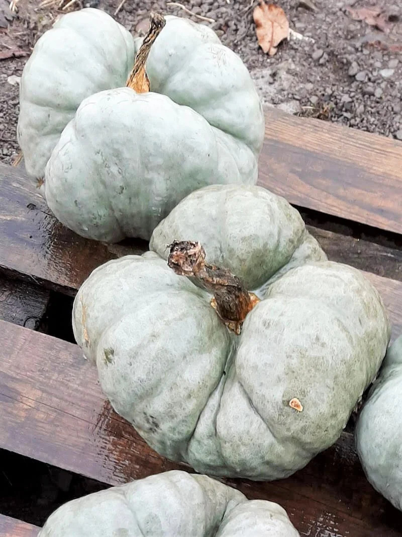 Triamble Blue Pumpkin Seeds | Shamrock TriStar Gray Jarrahdale Squash Seed 2024