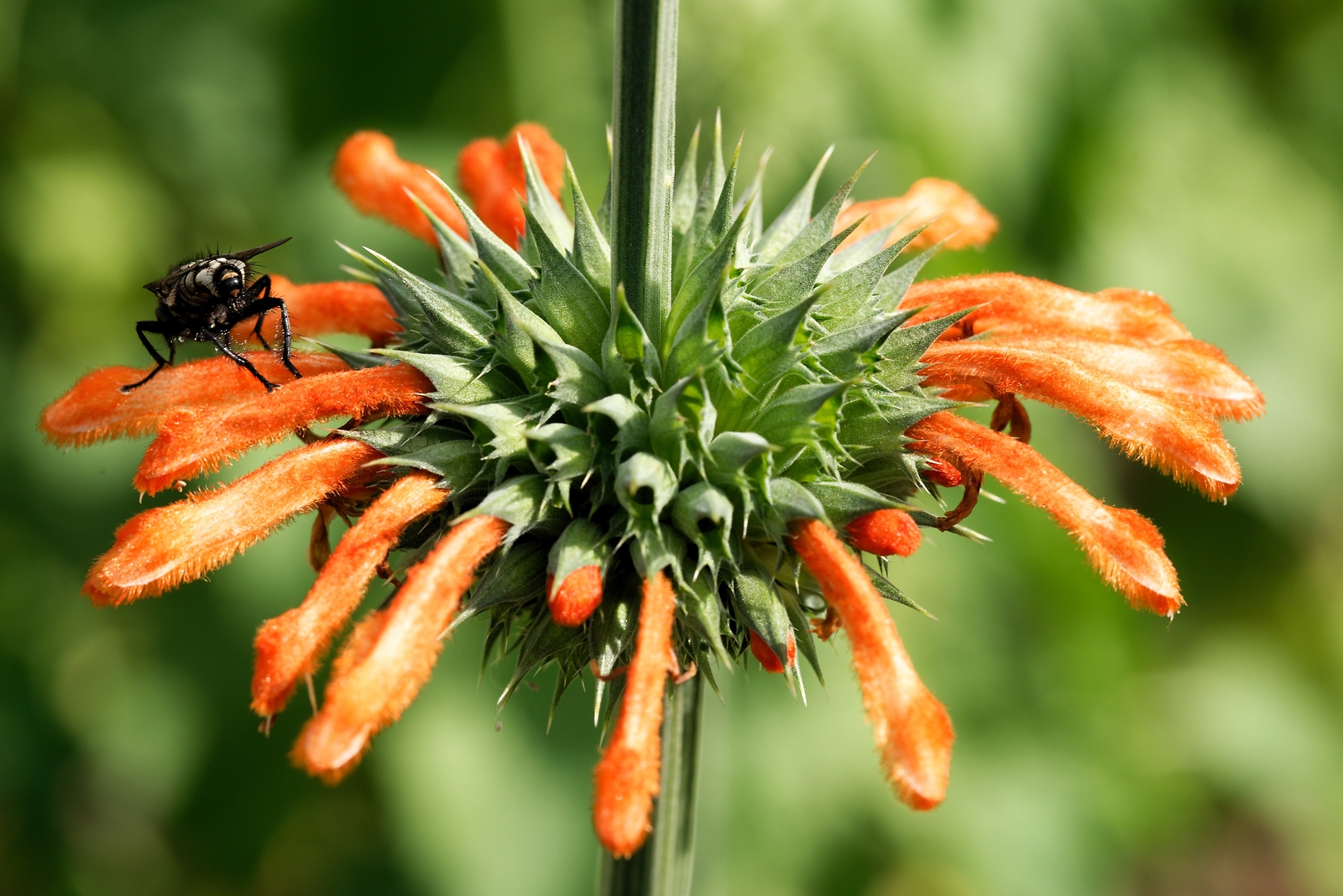 25 Wild KLIP DAGGA Leonotis Nepetifolia Lions Ear Lions Tail Orange Flower Seeds