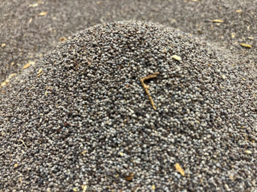150,000 Specially Imported Fresh Poppy Seeds! Amazing Best Quality! FREE SHIP!