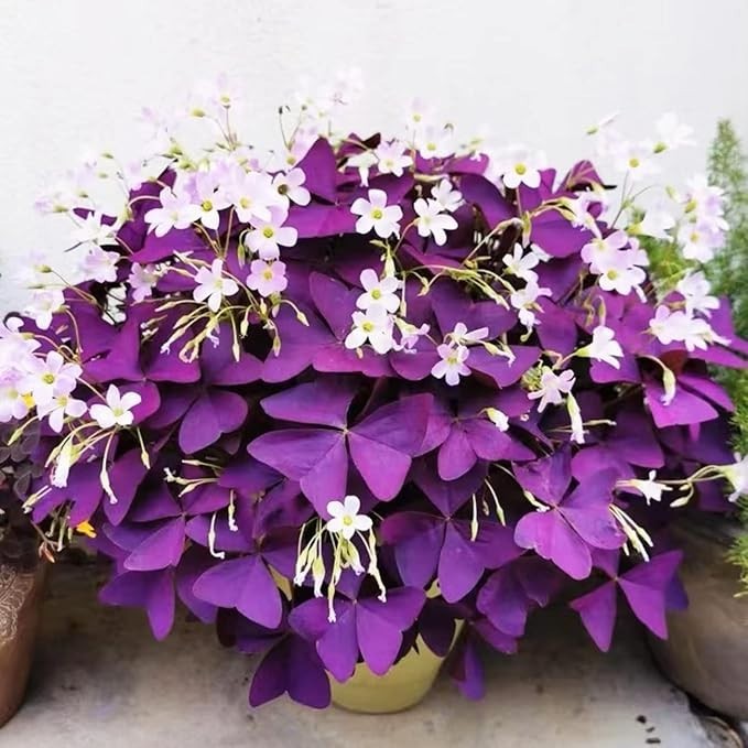 Purple Shamrock Bulbs 12+ Oxalis Triangularis Lucky Flower Plant Indoors