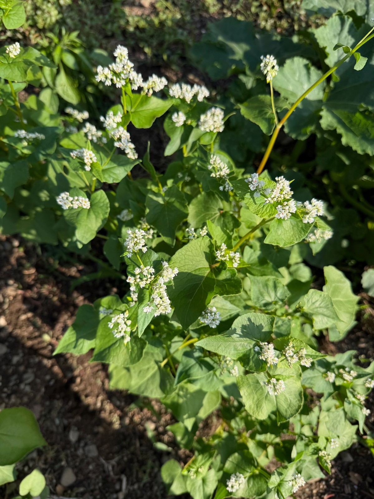 Buckwheat Seeds for Planting: Fast Growing Organic Bulk Cover Crop Seed Packet