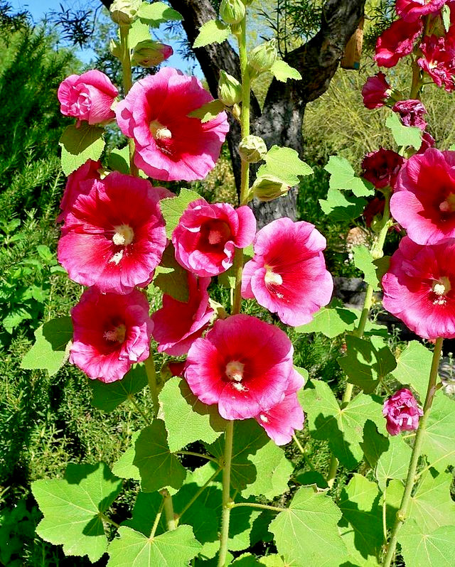GIANT RED HOLLYHOCK 50 SEEDS, HARDY PERENNIAL, EZ TO GROW, USA SELLER