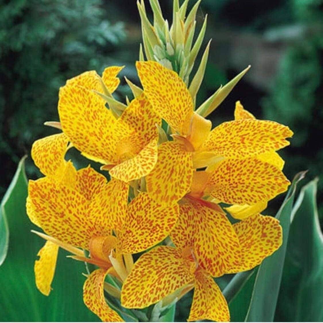 1 “Golden Lucifer” Dwarf Green Leaf Canna Rhizome (Not Plant) – Top Size
