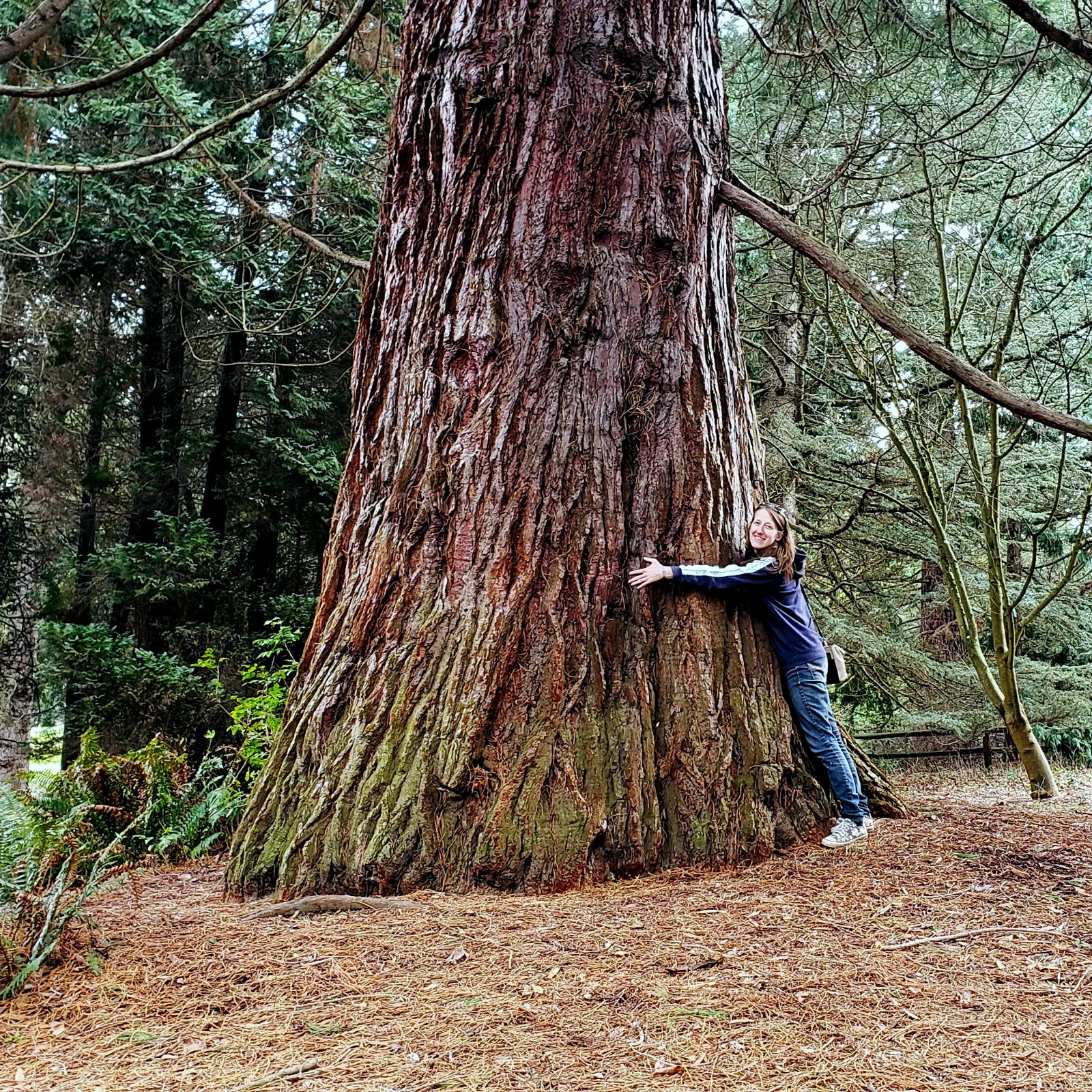 California Coast Redwood Seeds Giant Sequoia Bonsai “TALLEST TREE in the WORLD!”