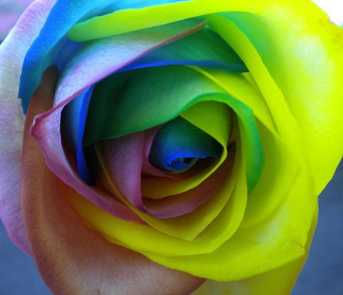 25 RARE RAINBOW ROSE SEEDS perennial hybrid tea flower garden USA SELLER W/TRACK