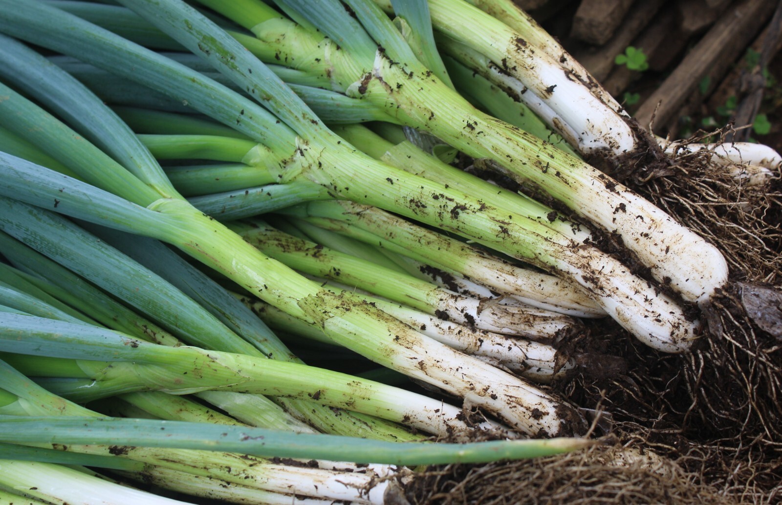 White Onion Sets – Grown Naturally, Non-GMO 1 Lb. (80+Bulbs) Shipping Now