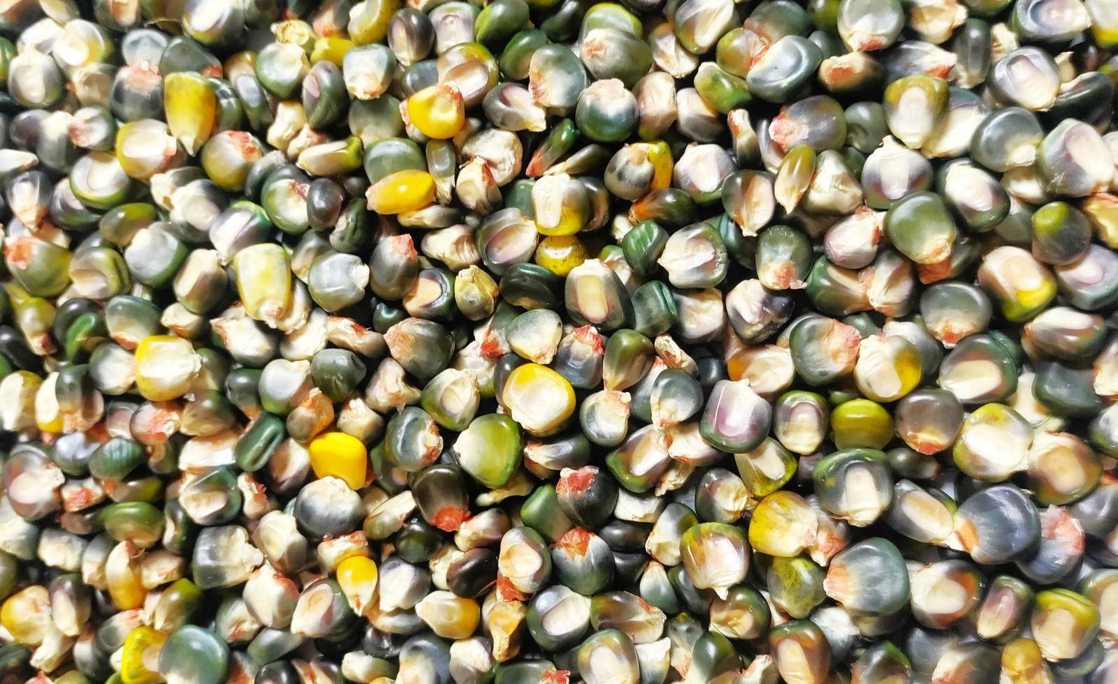 Green And Gold Dent Corn Seeds | Indian Ornamental Oaxacan Maize Flint Seed 2025