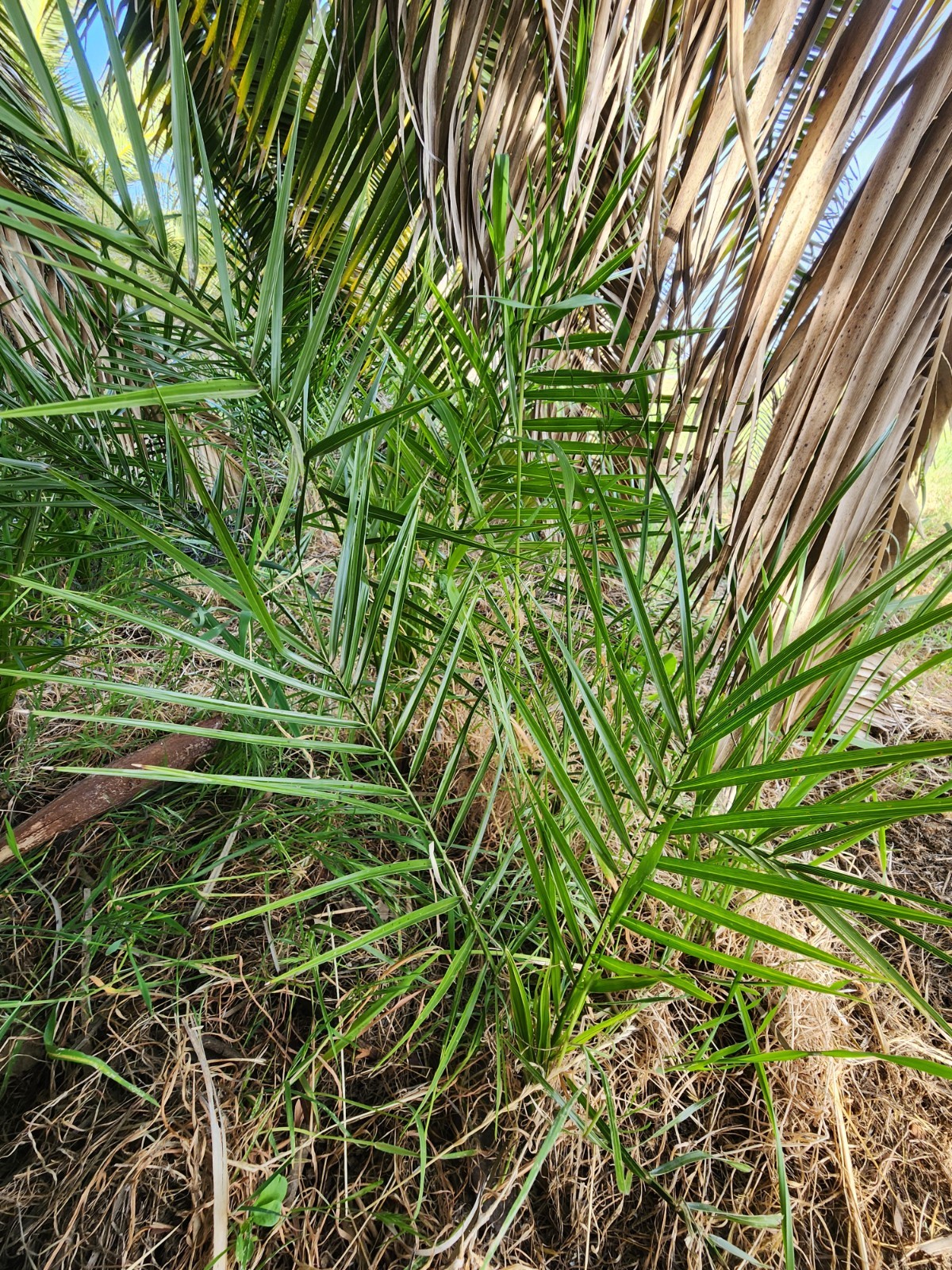 Canary Island Date Palm, Multi-Frond Saplings X 5