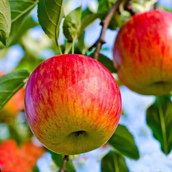 Fuji Apple, Malus Domestica Fuji – 10 seeds 2023 – USA