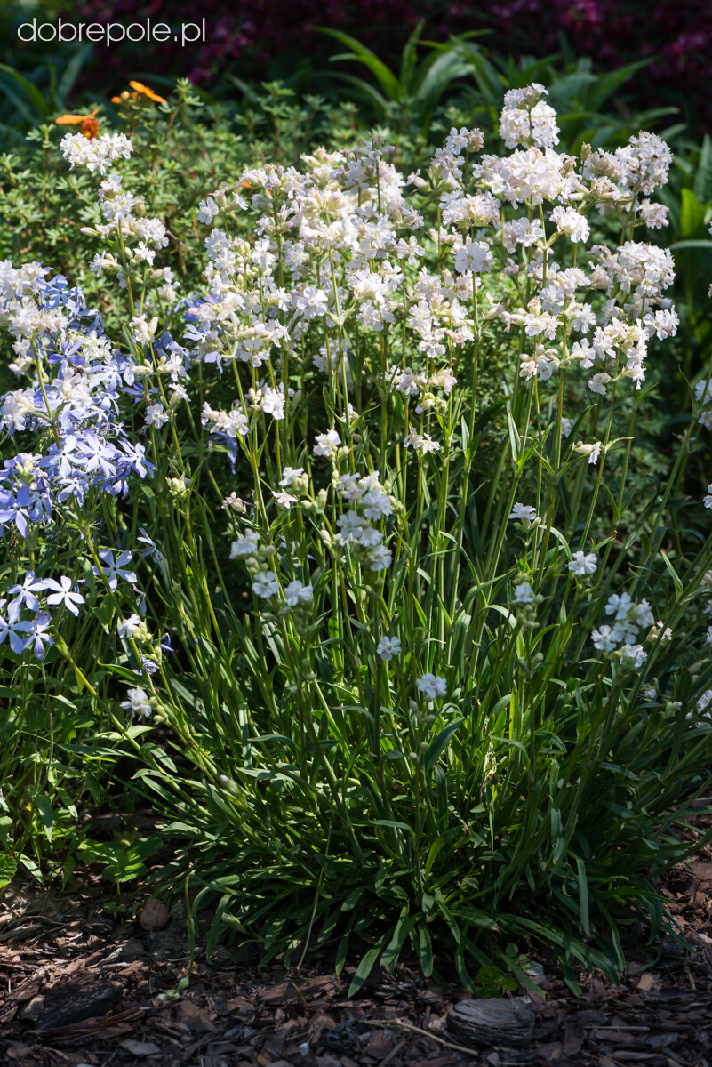 Lychnis Viscaria Alba – Snowbird seed