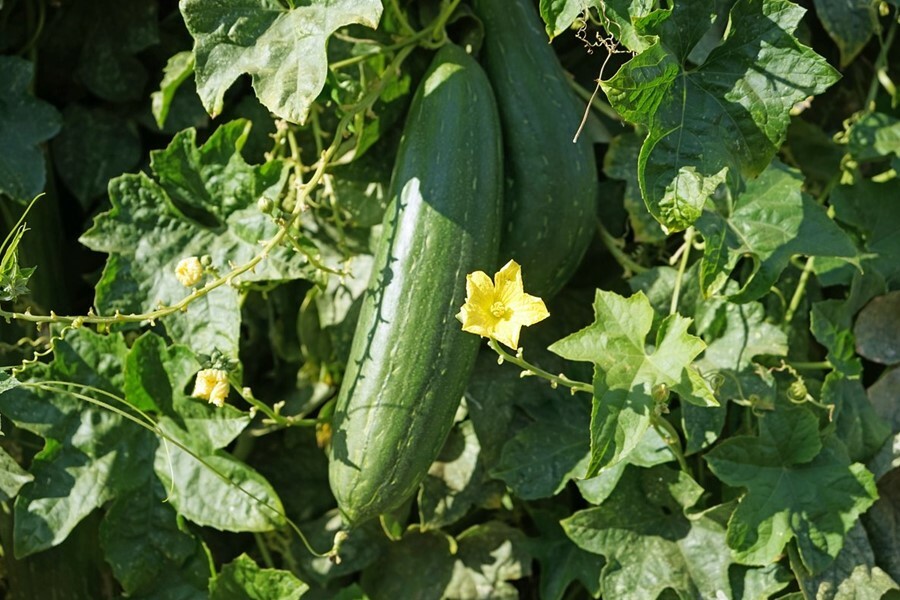 Luffa Smooth Sponge Gourd Seeds HEIRLOOM-NON-GMO, 20 Fresh Seeds for Your Garden