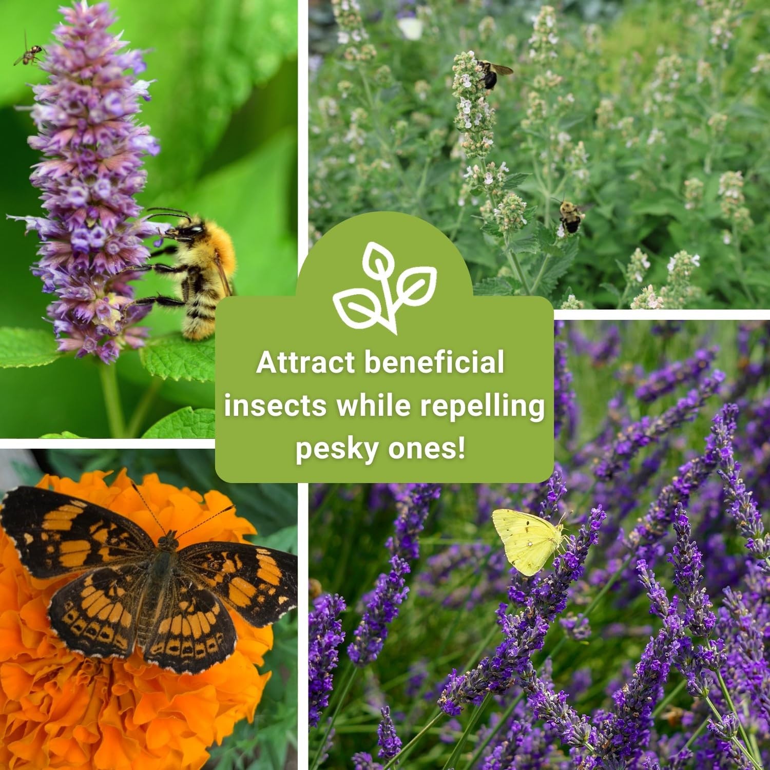 Sow Right Seeds – Insect & Pest Repellent Seed Collection for Planting – Mix