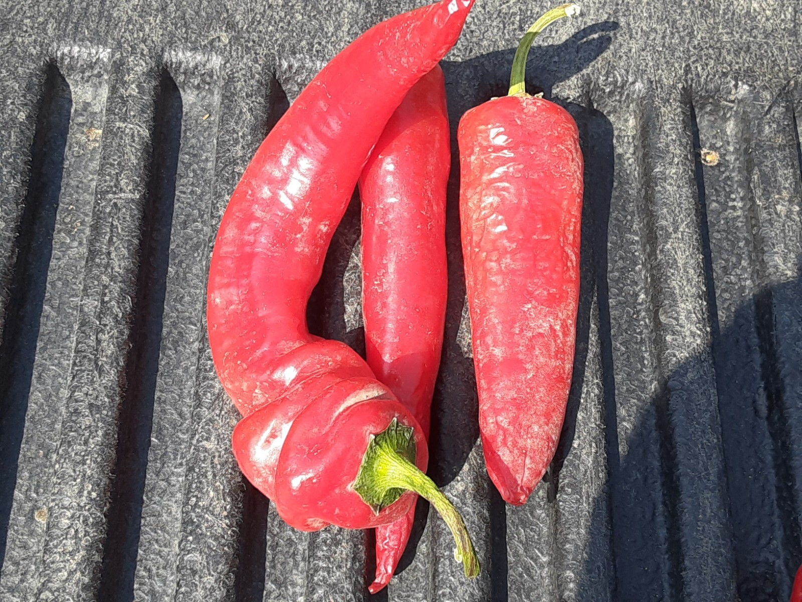 “Motown Magic” Hot Chili Pepper Seeds x30 MIX – Michigan Grown! Organic, Non-GMO
