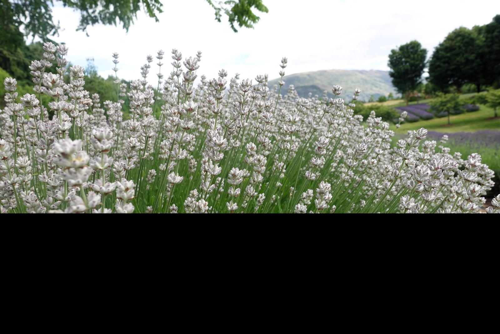 20 WHITE LAVENDER English Lavandula Angustifolia Herb Flower Seeds