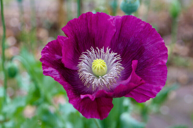 500 Fresh Lauren’s Grape Poppy Seeds – P. Somniferum – 91% Germination Rate