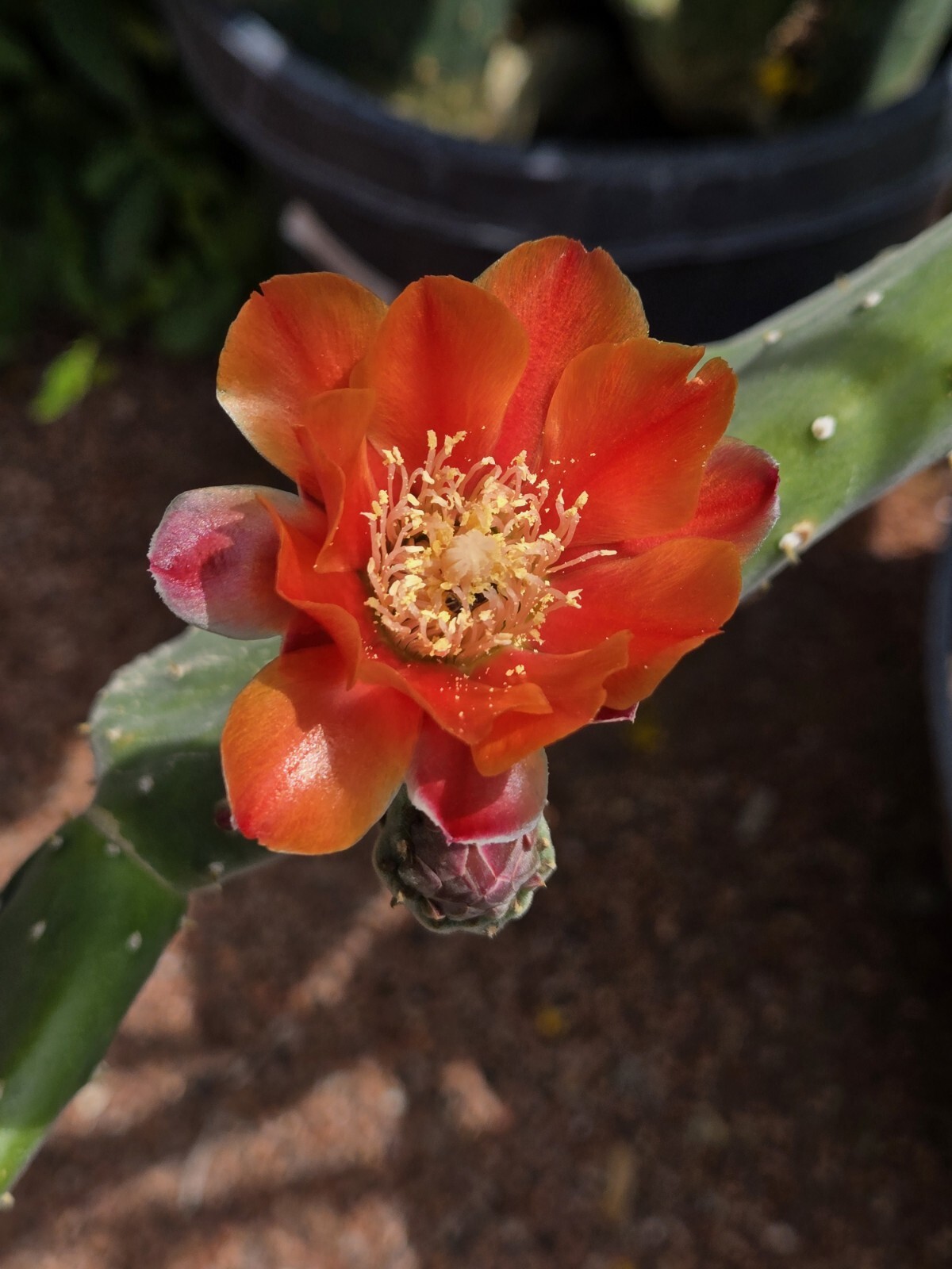 1 GIANT XXL RED FLOWER BURBANK SPINELESS OPUNTIA PRICKLY PEAR NOPAL CACTUS PADS
