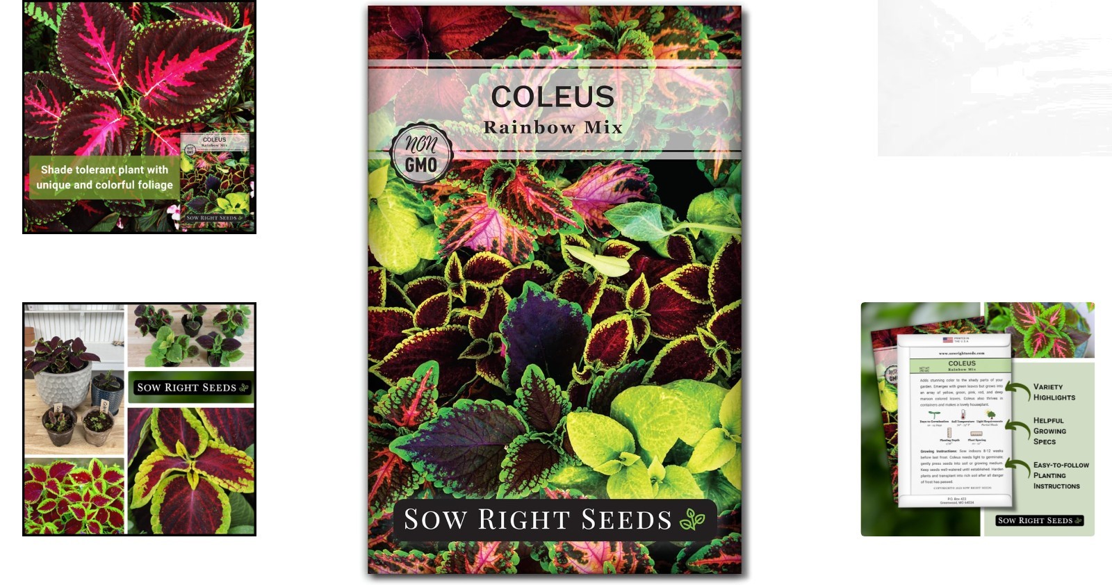 Colorful Rainbow Mix Coleus Seeds – Perfect for Vibrant Indoor/Outdoor Displays
