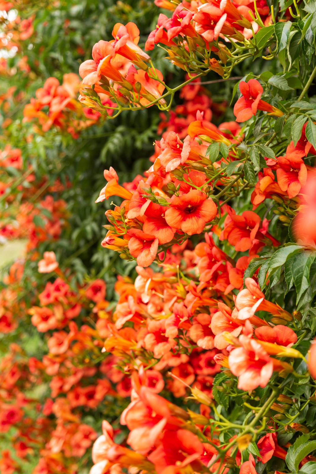 25 HUMMINGBIRD TRUMPET CREEPER VINE Campsis Radicans Flower Seeds *Flat Ship