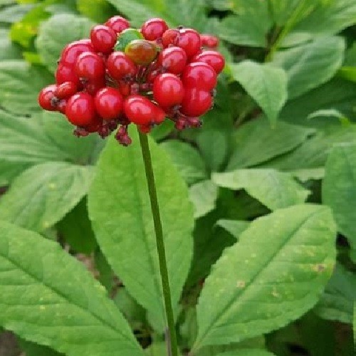 American Ginseng Seeds (Panax quinquefolius) – Fresh Stratified & Ready to Plant