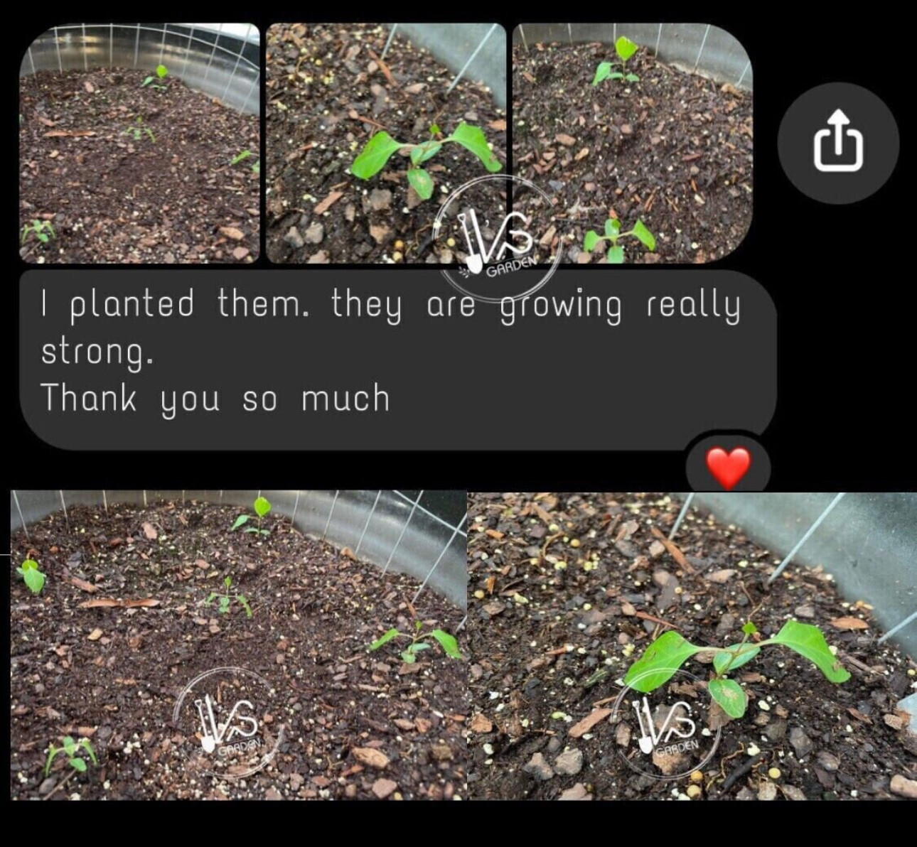 RIVER LEAF VINE SEEDS , HAT LÁ GIANG |HIGH GERMINATION RATE 85%|