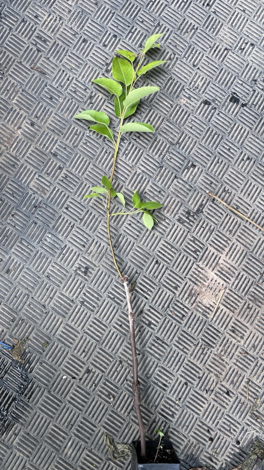 18-26” tall Grafted Luscious pear potted 1-2 years old
