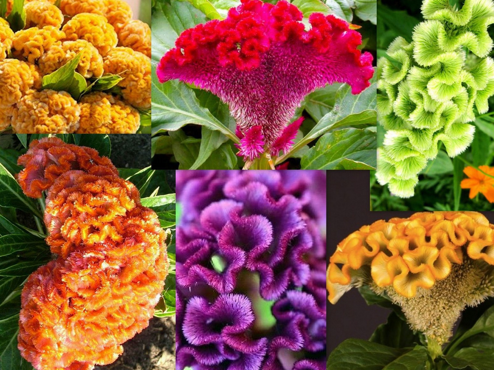 GIANT COCKSCOMB MIX / RED PURPLE GREEN GOLD YELLOW / 3-4 FT STALKS / SPECTACULAR