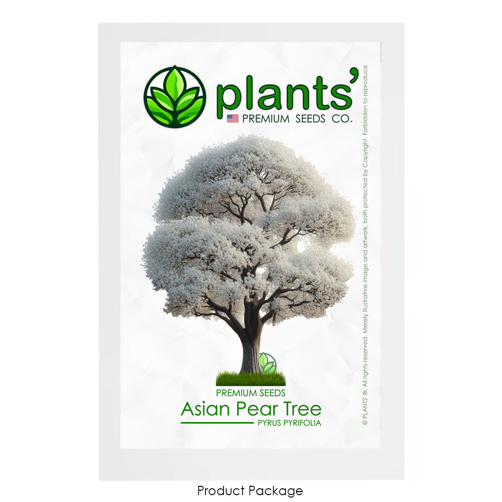 Asian Pear Flowering Tree | Premium Seeds | Pyrus pyrifolia ‘Spring’ | Plants’®