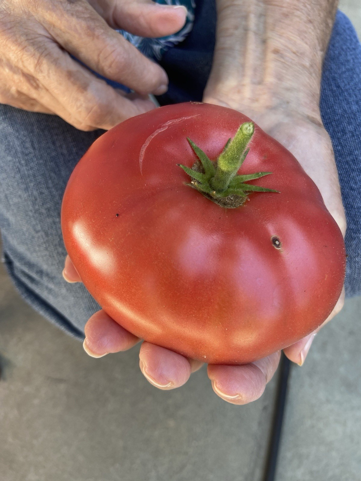 25+ seeds of ED’S MILLENNIUM Tomato -Indeterminate Variety- Solanum lycopersicum
