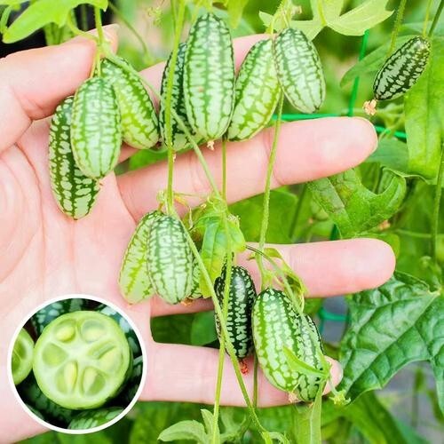 ORGANIC SEEDS 20 Cucamelon Melothria Scabra MINI WATERMELON BIO Non-GMO