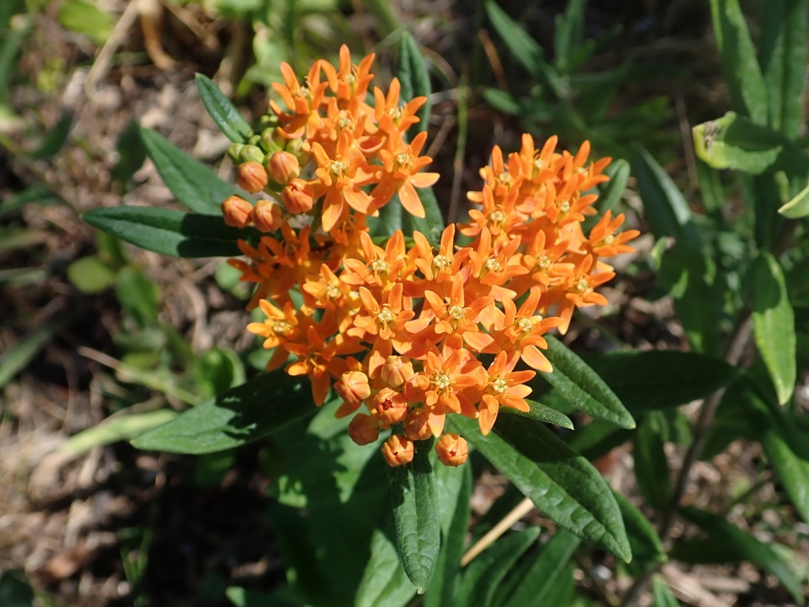 Butterfly Milkweed Seeds Texas Native Seeds Asclepias Tuberosa Pollinator Seeds