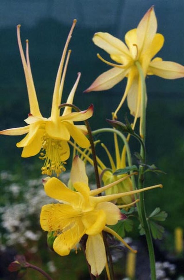 COLUMBINE MIX, 202+ SEEDS, ALL KINDS AND COLORS, AQUILEGIA, easy to grow, USA