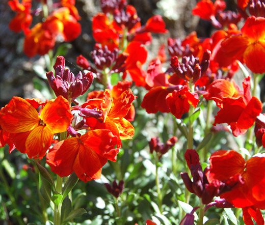 WALLFLOWER ENGLISH Cheiranthus Cheiri – 2,500 Bulk Seeds