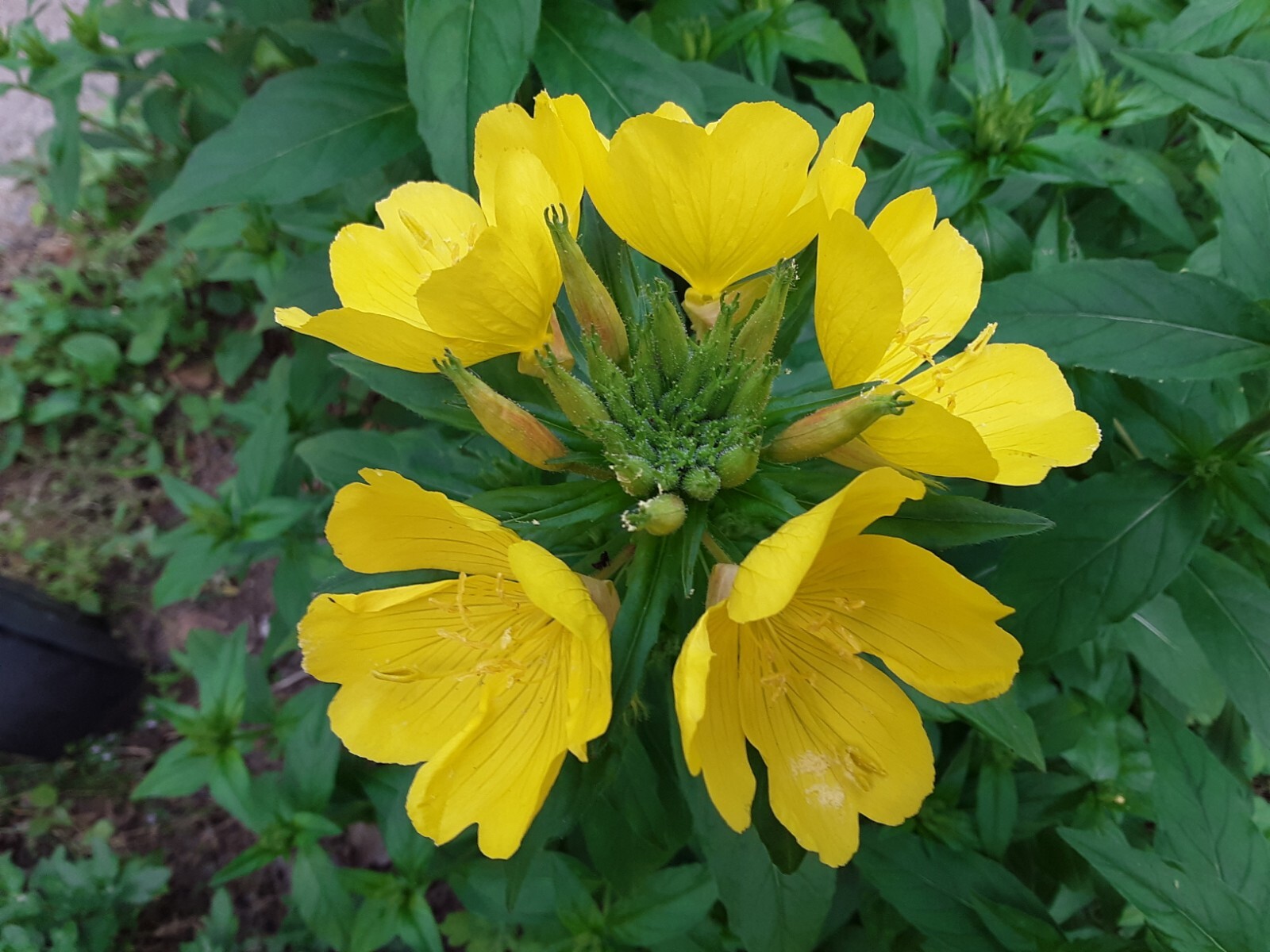 25 Common Evening Primrose Seeds, Yellow Flower Clusters.Perennial.