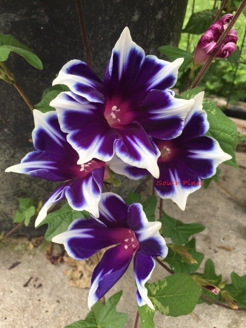 Kikyo Snowflakes Japanese Morning Glory – ipomoea NIL – 6 seeds
