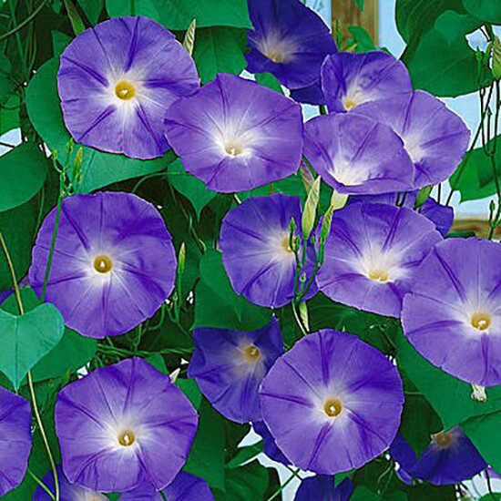 UNTREATED Morning Glory Seeds Heavenly Blue Flower Ipomoea fresh BULK seeds 1oz