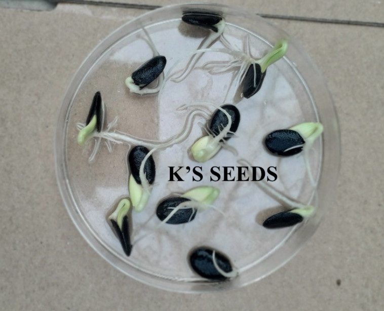 10 PCS – ASIAN EDIBLE LUFFA, SMOOTH SPONGE GOURD SEEDS, HẠT MƯỚP HƯƠNG