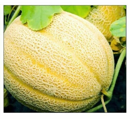 SCARBOROUGH SEEDS Cantaloupe, Hale’s Best Jumbo 50 SEEDS NON-GMO | ORGANIC | USA