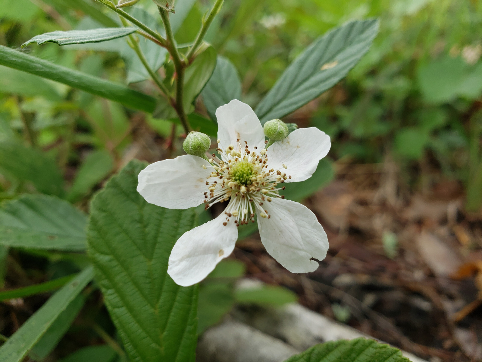 100+ Sand Blackberry Seeds | Rubus cuneifolius | Florida Native Berry | Wildlife