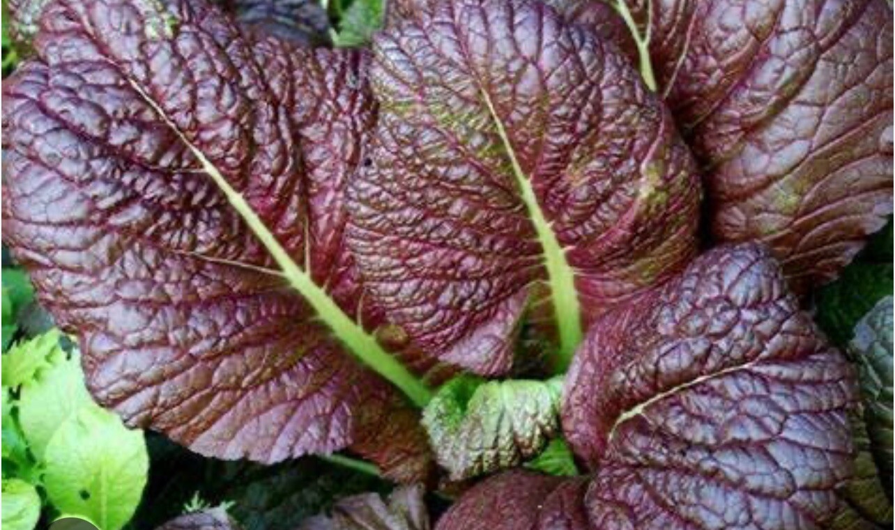 Japanese Purple Mustard Green Seeds +400ct