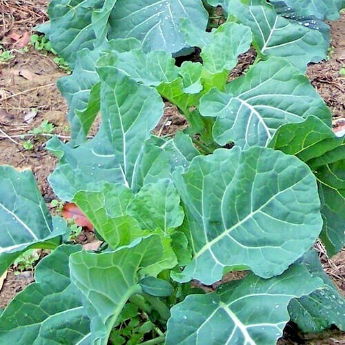 601+GEORGIA COLLARD GREENS Seeds Heirloom Vegetable Spring Fall Garden Container