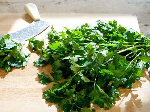 250 LEISURE CILANTRO / CORIANDER Coriandrum Sativum Herb Vegetable Seeds *CombSH