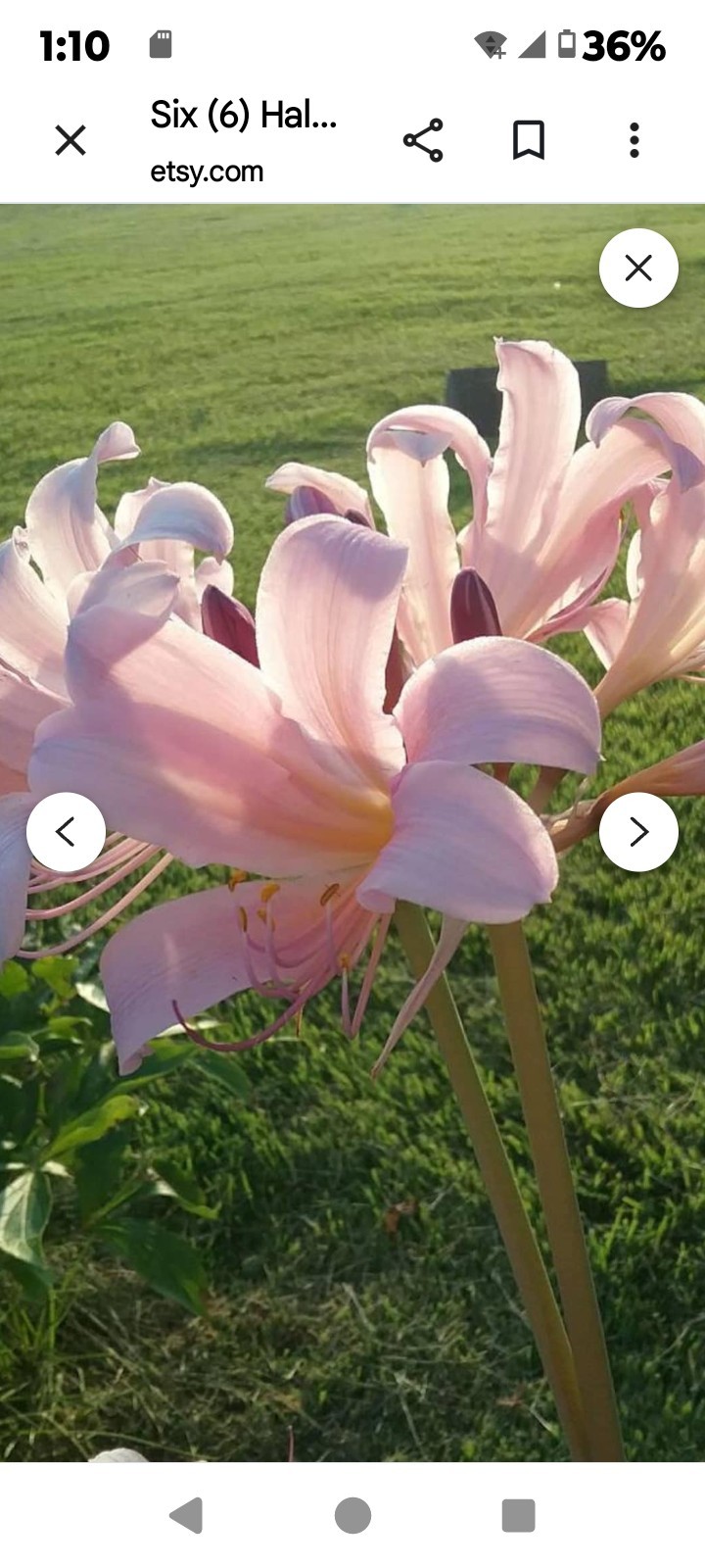 3 Lycoris Squamigera Bulbs (Surprise Lily / Naked Lady) FREE SHIPPING