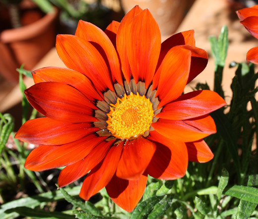 GAZANIA GARDEN LEADER BRONZE Gazania Rigens – 100 Bulk Seeds