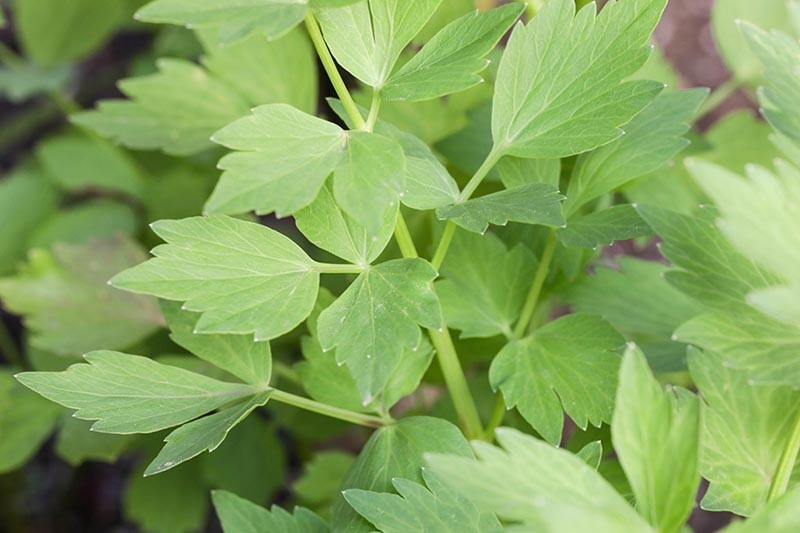 Lovage (Levisticum officinale) seeds, organic