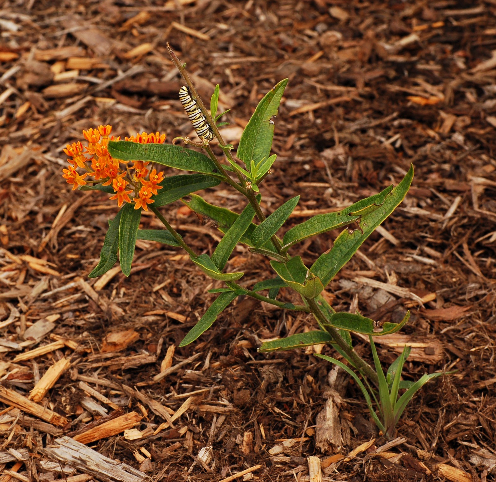 Butterfly Milkweed Seeds Texas Native Seeds Asclepias Tuberosa Pollinator Seeds