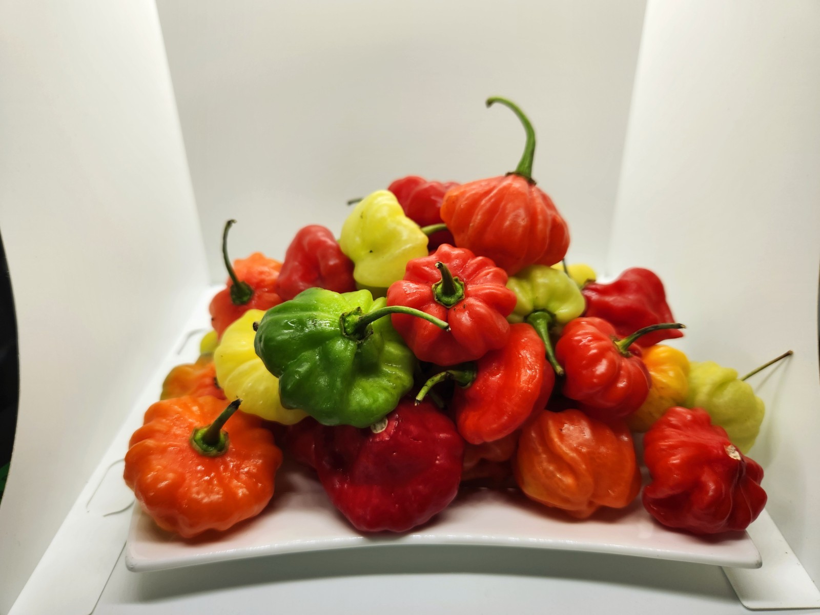 Combo 200+ Recao (long coriander seeds) + 35 Aji Dulce Seeds from Puerto Rico